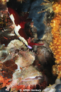 nudibranch above a scorpionfish by Afflitti Gianluca 